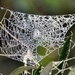 Special Stunning Spider Webs - Day 2 of 4 by gigiflower