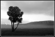 1st Jul 2014 - Early morning Cabbage Tree...