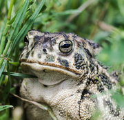 29th Jun 2014 - toad