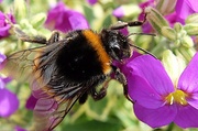 1st Jul 2014 - bee time