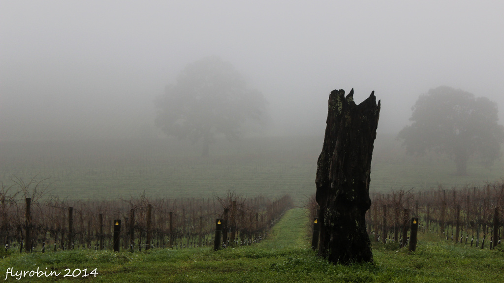 Morning fog over the winter vines by flyrobin