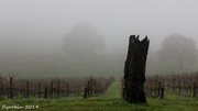 1st Jul 2014 - Morning fog over the winter vines