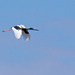 Jabiru in flight by bella_ss
