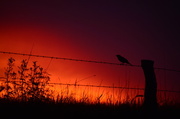 1st Jul 2014 - A Non-Dickcissel Not Singing on a Barbed-Wire Fence at Kansas Sunrise :)