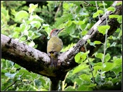 1st Jul 2014 - Green woodpecker