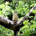 Green woodpecker by rosiekind