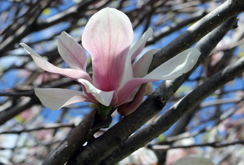 Magnolia  by hellie