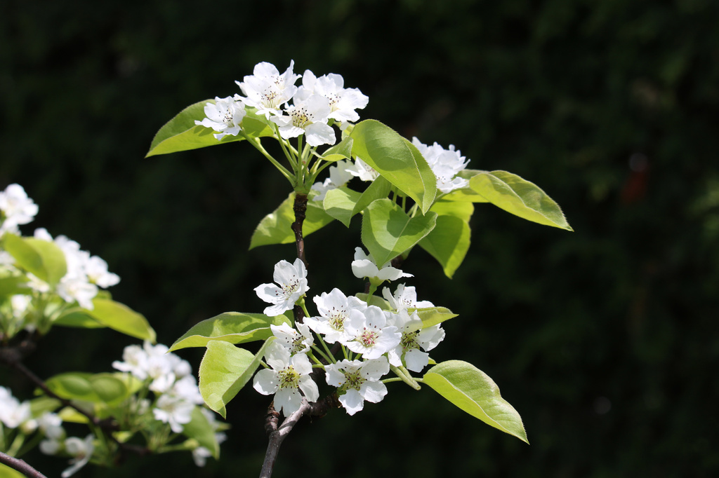 Asian pear  blooms. by hellie