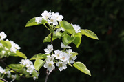 22nd May 2014 - Asian pear  blooms.