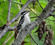 1st Jul 2014 - Young Downy Woodpecker