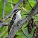Young Downy Woodpecker by annepann