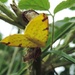 Brimstone Moth by roachling