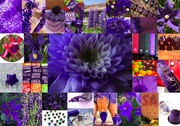 1st Aug 2009 - A Month of Purple