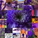 A Month of Purple by bizziebeeme