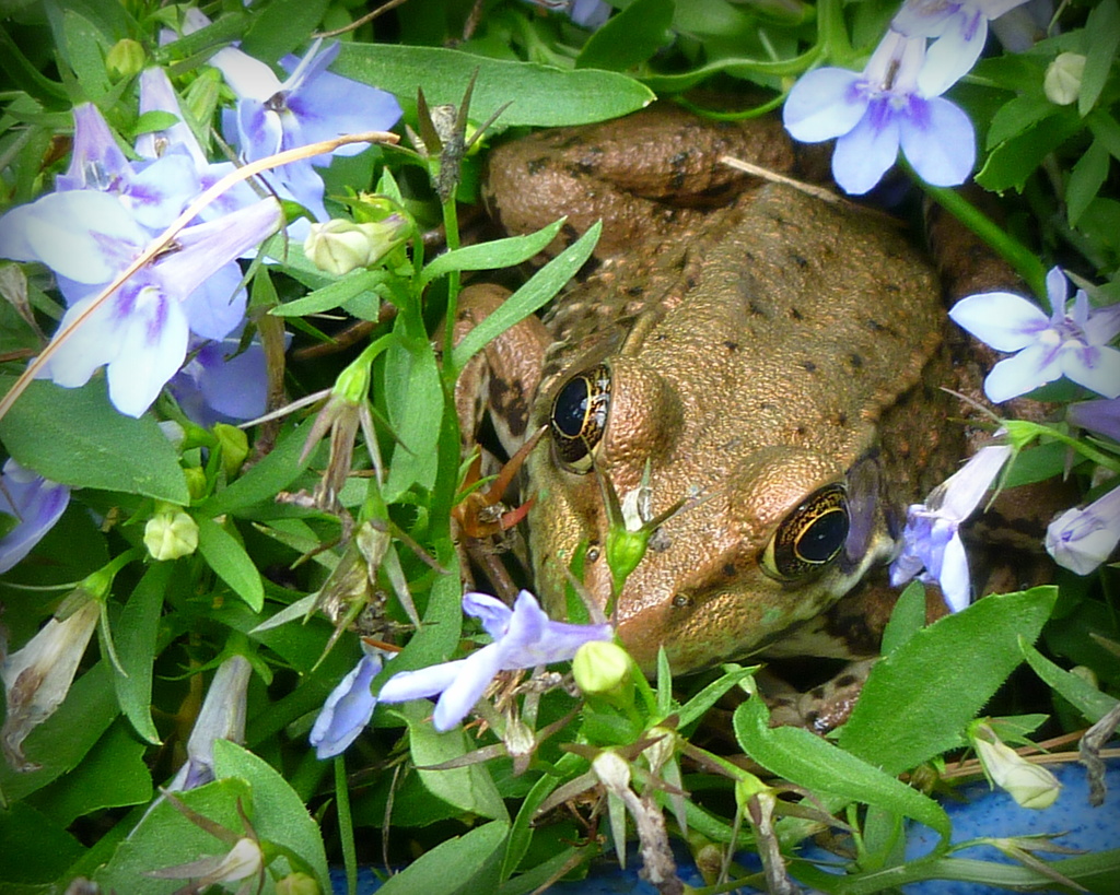 Frog in the Flowers by calm
