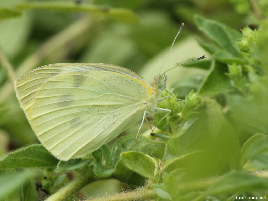 Cabbage White by rhoing