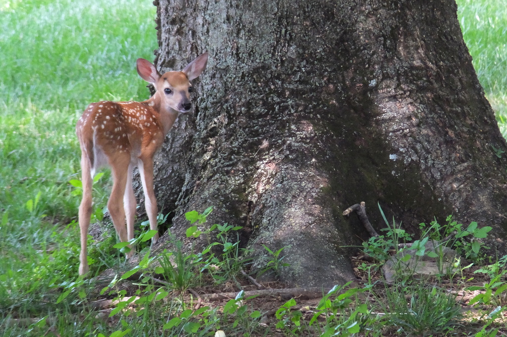 Oh, Deer Me!  by linnypinny