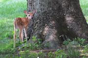 29th Jun 2014 - Oh, Deer Me! 