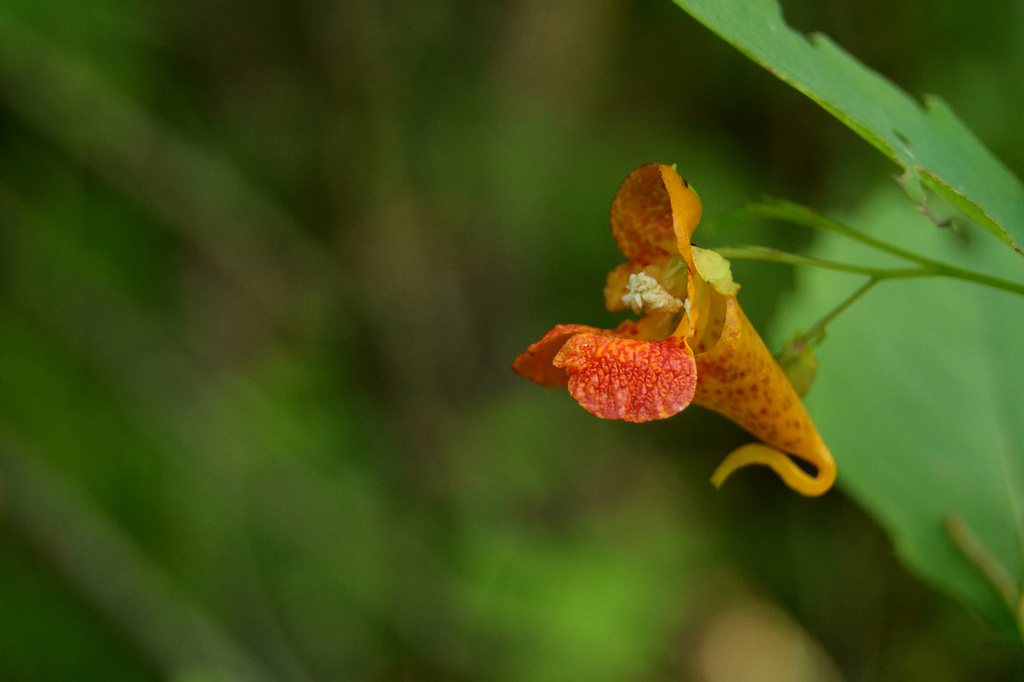 Jewelweed by francoise