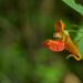 Jewelweed by francoise