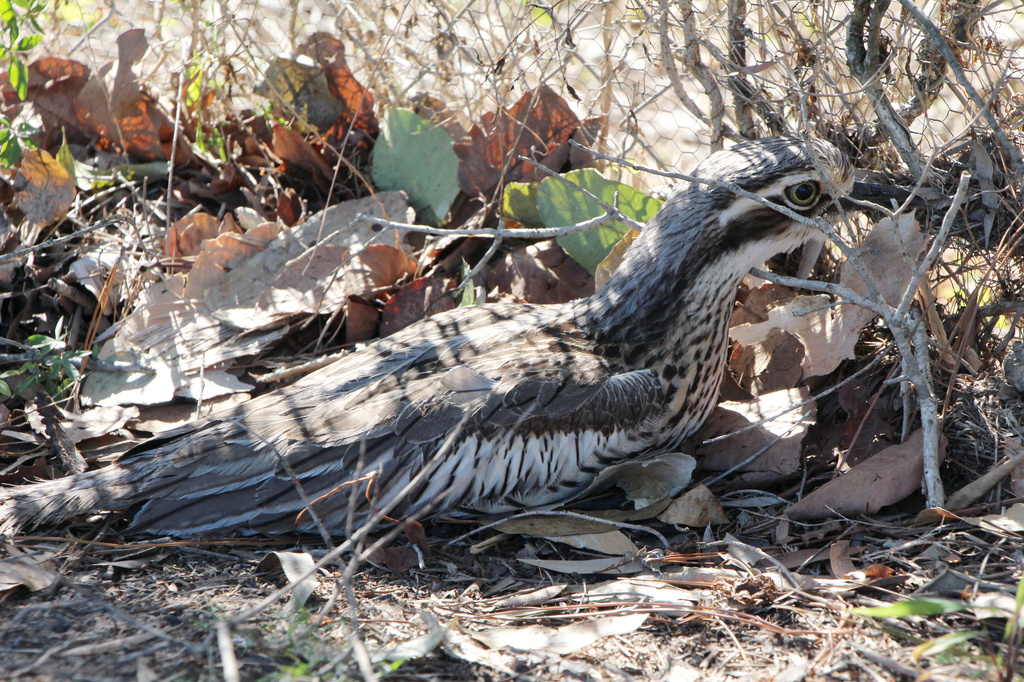 Bush Stone-Curlew by terryliv
