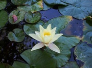 1st Jul 2014 - Water Lily