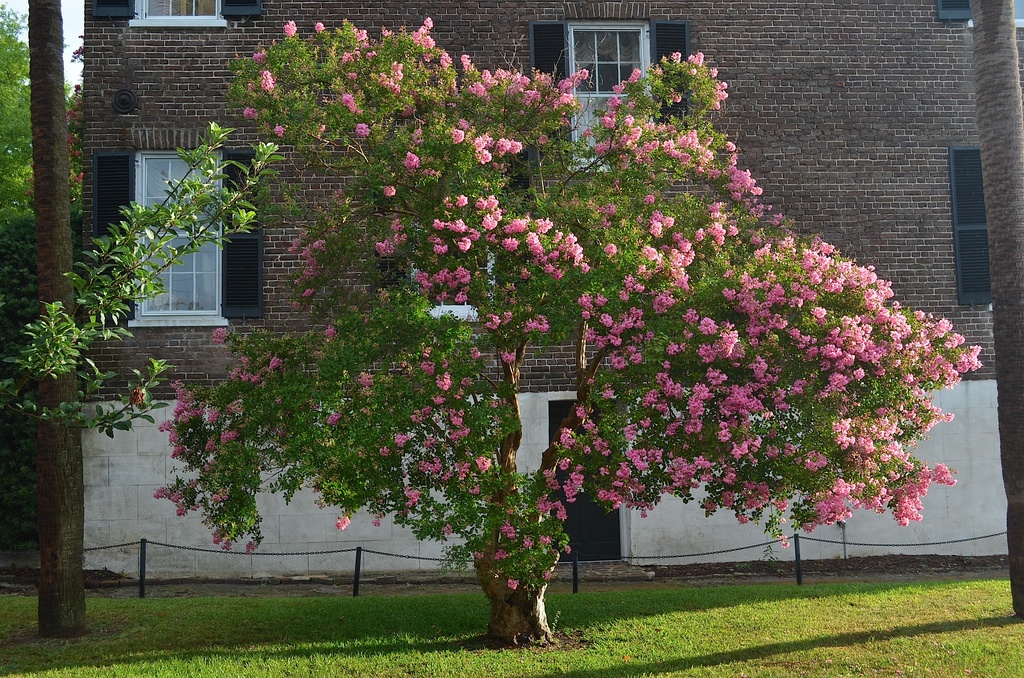A truly lovely crepe myrtle, tree of many summer memories by congaree