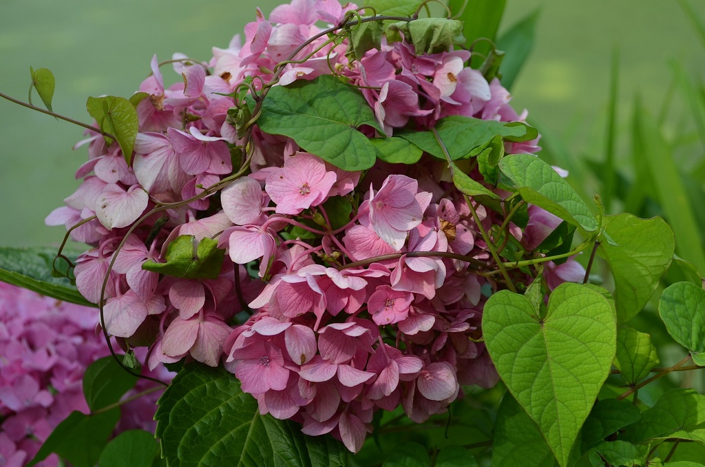 Hydrangea by congaree