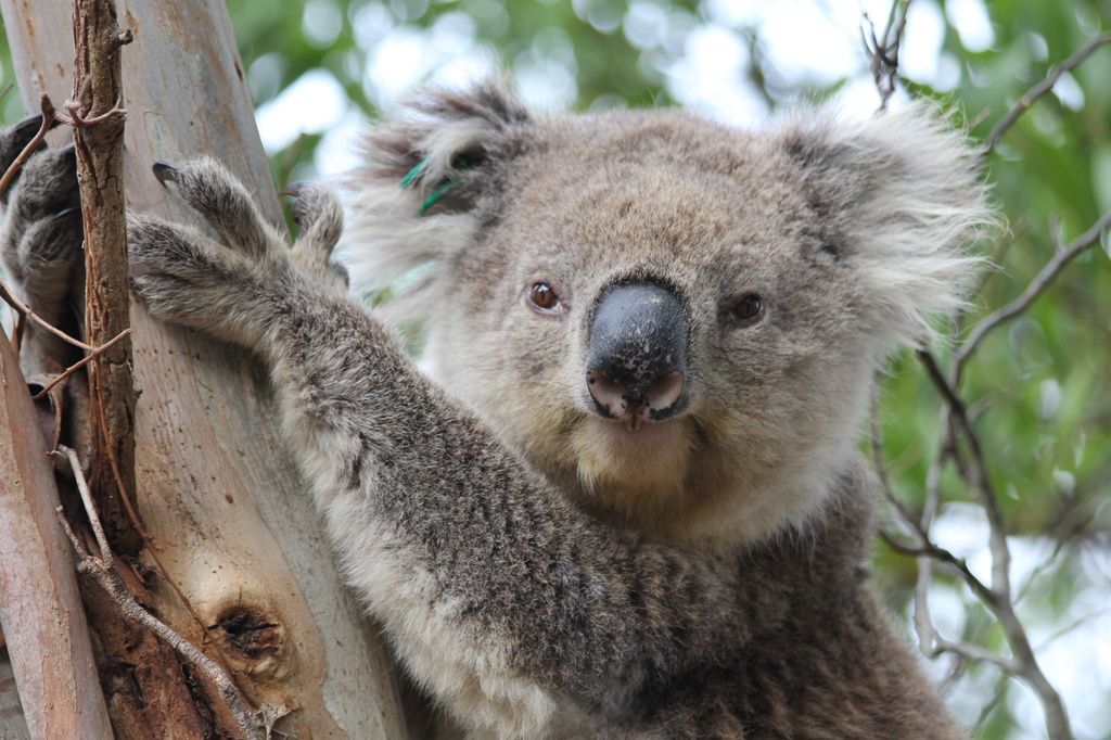 Koala smile by gilbertwood