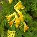 Yellow Corydalis by oldjosh