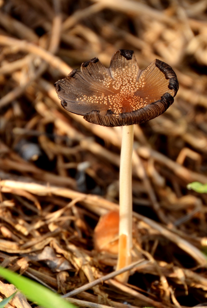 Dried Mushroom by salza