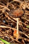 1st Jul 2014 - Dried Mushroom