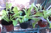 1st Jul 2014 - Lettuces planted