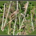 Willow warbler by rosiekind