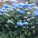 Hydrangeas just coming into  flower by jennymdennis