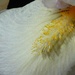 Just-4-July. Sparkle.  White Iris by wendyfrost
