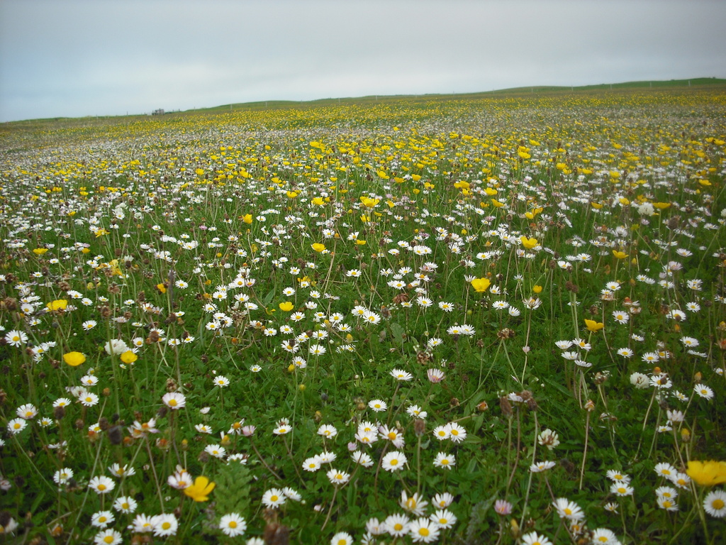 Flowers on the machair by jennymdennis