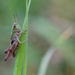 Grasshopper by leonbuys83