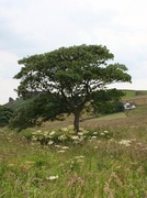 2nd Jul 2014 - Ramshaw Tree in July