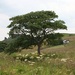 Ramshaw Tree in July by roachling