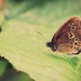 Moth or Butterfly? by darrenboyj