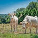 Candid Cows by vignouse