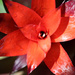 Guzmania Flower 2 by terryliv