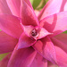 Guzmania Flower 1 by terryliv
