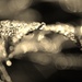 sparkling gems by dianeburns