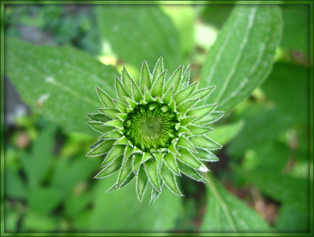 Coneflower on the Way by olivetreeann