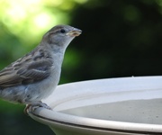 2nd Jul 2014 - Young House Sparrow