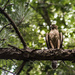 Cooper's Hawk? by darylo