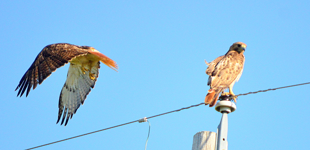 Stop and Go - Two Red-Tailed Hawks by kareenking