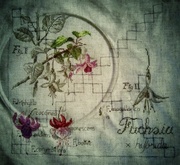 2nd Jul 2014 - embroidery